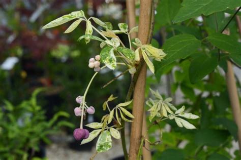 Variegated Akebia Cloud Mountain Farm Center Nursery