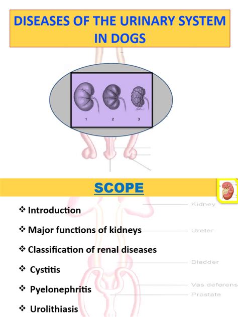 Diseases Of Urinary System Download Free Pdf Urinary Tract