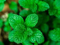 10 Best Peppermint leaves ideas | peppermint leaves, peppermint, herbs