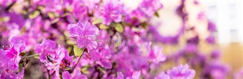 Bush Of Many Delicate Vivid Pink Flowers Of Azalea Or Rhododendron