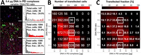 Quantification Of Transfection Efficiencies Of DNA PEI Complexes