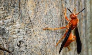 10 Texas Wasps To Know And Appreciate Native Backyards