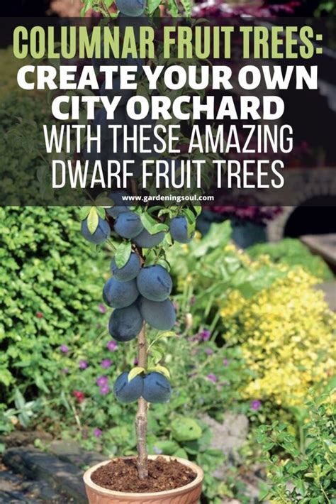 Columnar Fruit Trees Create Your Own City Orchard With These Amazing Dwarf Fruit Trees