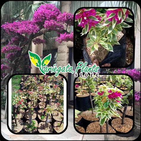 Jual Tanaman Bougenville Singapura Pink Fanta Variegata Bergaransi