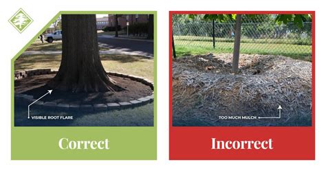 Mulching Your Midwest Trees Benefits And Best Practices Arbor Masters