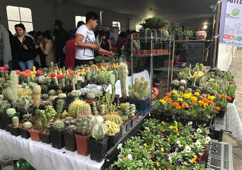 Habrá Festival Nacional de Cactáceas en Axapuso La Jornada Estado de