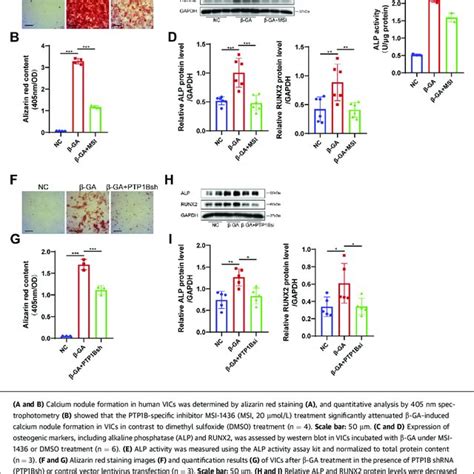 MSI 1436 Inhibited TGFb Induced Osteogenic And Myofibrogenic