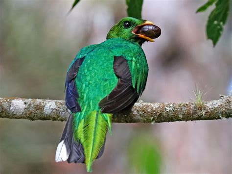 white tipped quetzal ebird