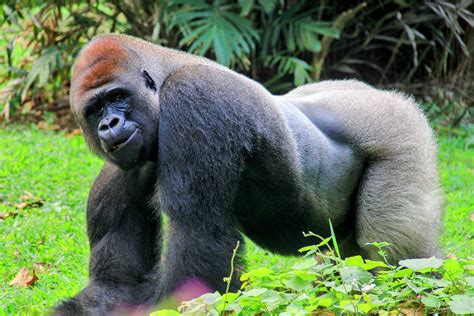 The Primate Genome Project reveals hidden evolutionary secrets - Earth.com