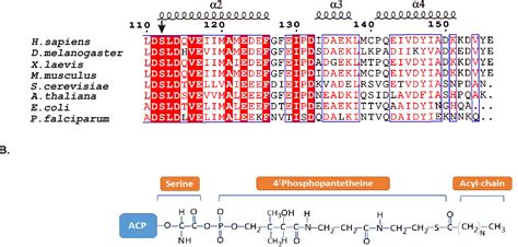 figure   mitochondrial acyl carrier protein acp   interface
