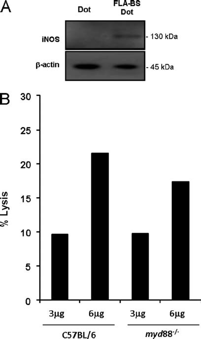 Induction Of Inos Expression By Cytosolic Flagellin Is Independent Of