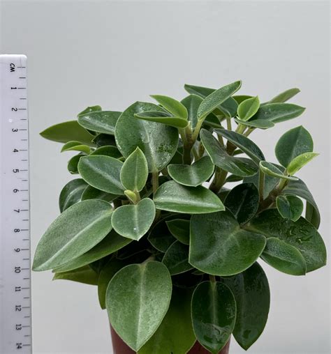 Peperomia Orba Pixie Plantae Orchids And Rare Plants