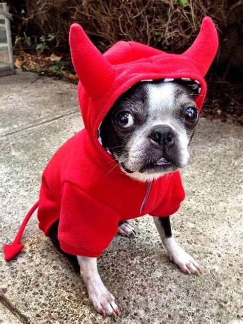 47+ Halloween Costumes For Boston Terrier Dogs - The Paws