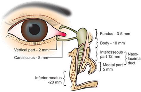 Ducto Nasolacrimal Meato Inferior Nasolacrimal Duct Inferior Meatus