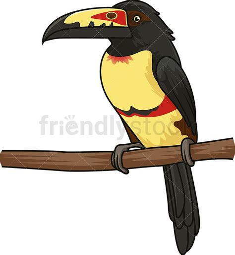 Tropical Collared Aracari Cartoon Clipart Vector Friendlystock