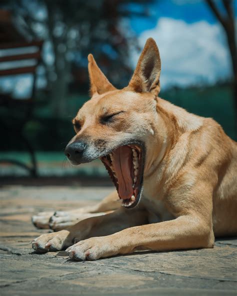 Dog Yawning Photos, Download The BEST Free Dog Yawning Stock Photos ...