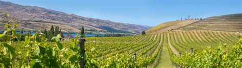 New Zealand Winegrowers New Zealand Wine