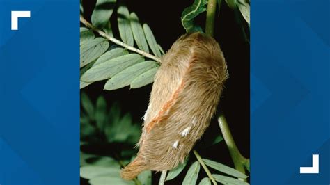 Pin On Floridas Puss Caterpillar