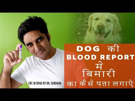 Part-1,Dog blood test report interpretation at home . – MyActiveDogs