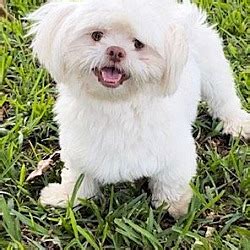 Davie Fl Shih Tzu Meet Eva Theodore A Pet For Adoption