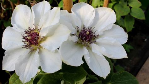 Evison Clematis Waldrebe Boulevard® Ninon Tm Luberaat