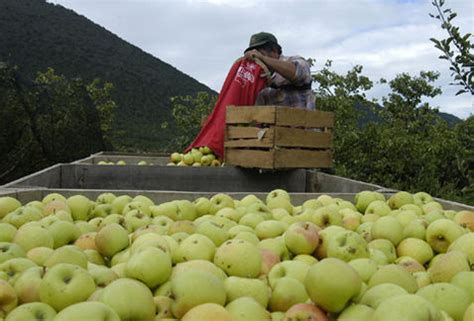 MANZANA UNA FRUTA CON PRESENCIA A NIVEL MUNDIAL Hydroenvironment