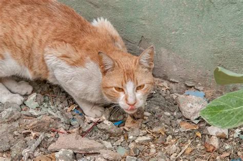 五毒流浪猫？猫虽可爱，但为啥不要轻易接近流浪猫？又如何帮它们 哔哩哔哩