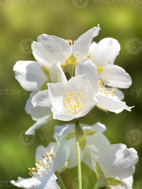 white jasmine flowers 9416891 Stock Photo at Vecteezy