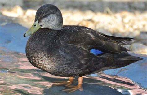 American Black Duck British Waterfowl Association