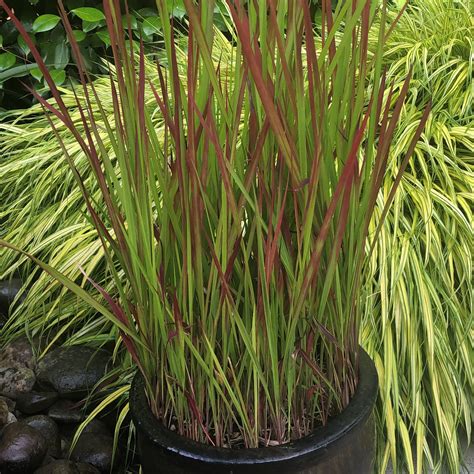 Japanese Blood Grass Red Baron