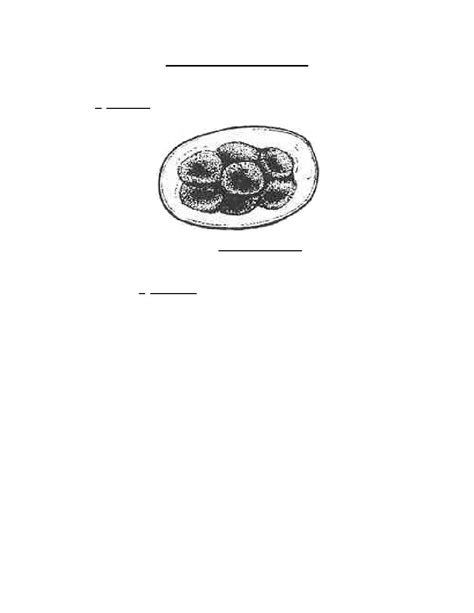 Figure 4 16 Stages Of Necator Americanus Continued Parasitology Ii