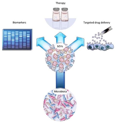 Microbiota And Extracellular Vesicles In Anti Pd 1 Pd L1 Therapy