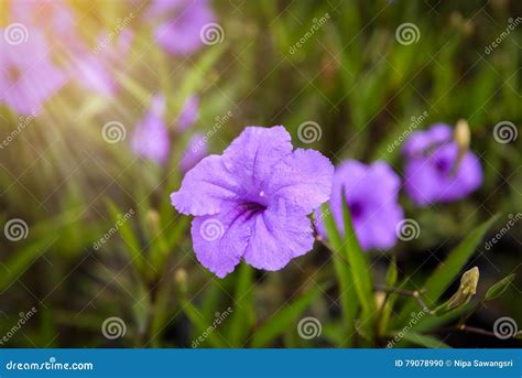 Purple Ruellias Flower In Garden Stock Photo Image Of Herbal