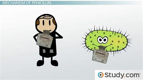 Penicillin Uses, Mechanism of Action & Side Effects - Lesson | Study.com