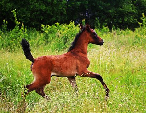 Horse Foal Pasture - Free photo on Pixabay - Pixabay