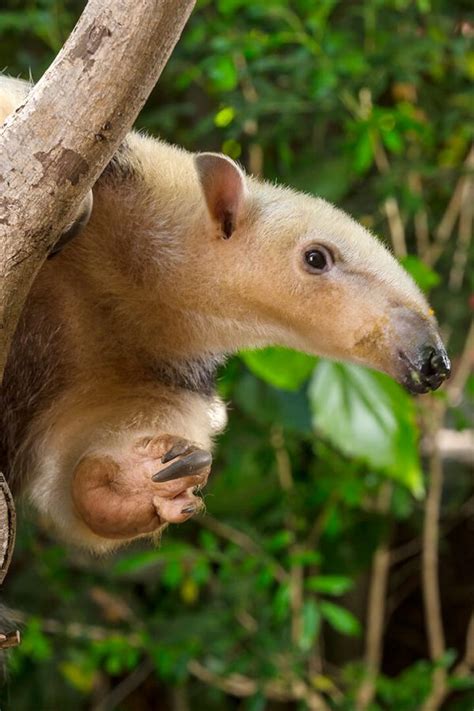 Tamandua Tetradactyla Southern Tamandua Availble For Sale Live Zoo