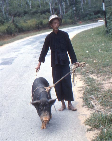 Man Taking His Pig For A Walk Susan Potts Bury Flickr