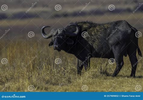 African Buffalo Bull Portrait with Big Horns Stock Photo - Image of ...