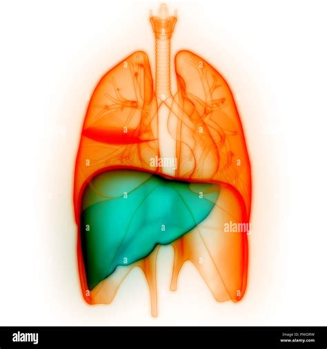 Human Liver Anatomy Stock Photo Alamy