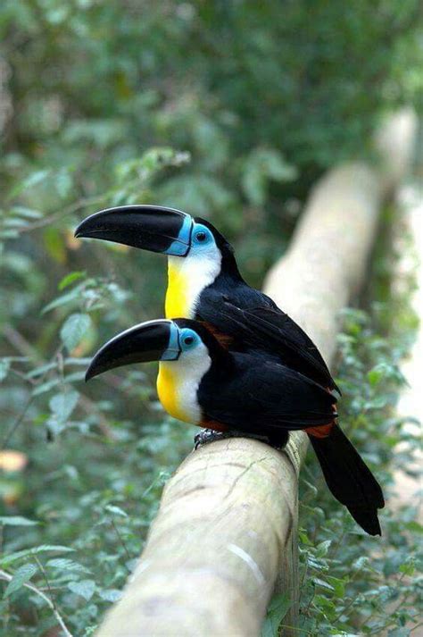 Two Channel-billed Toucans at Birds of Eden, South Africa | Beautiful ...