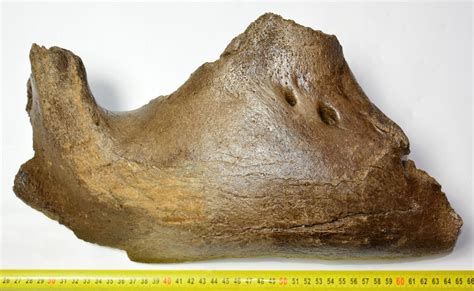 Mammuthus primigenius partial jaw bone (378 mm) - Fossilwebh