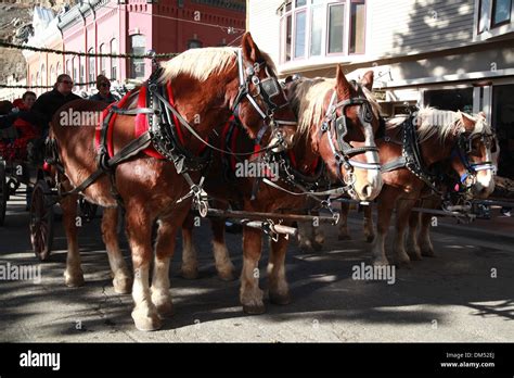 Clydesdale horse in Georgetown Christmas parade Stock Photo - Alamy