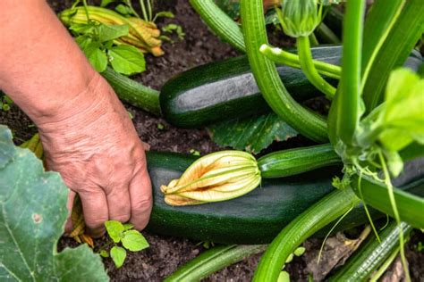 How To Grow Zucchini Vertically