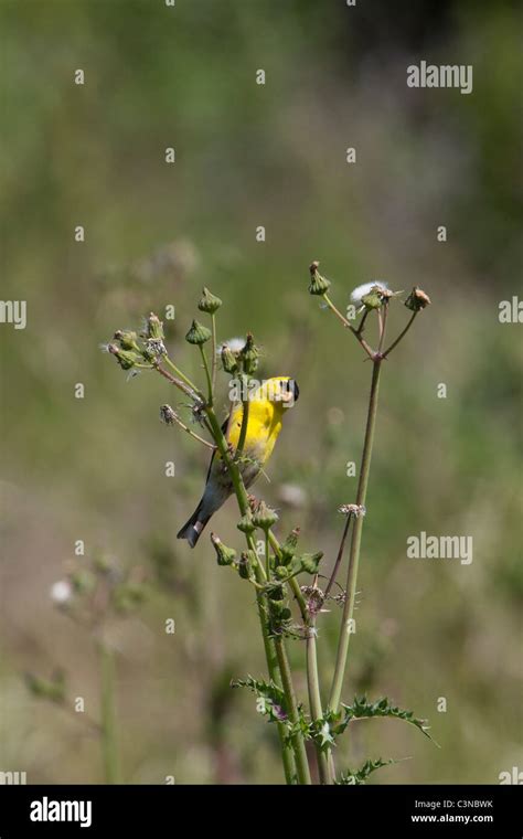 American Goldfinch Male Stock Photo - Alamy