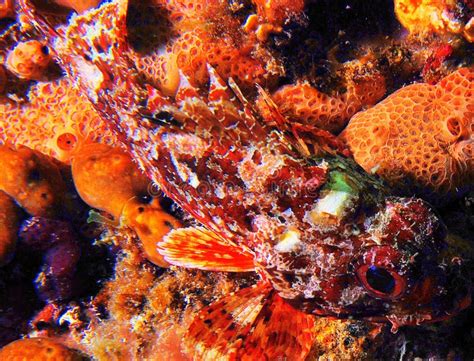 Scorpena-porcus stockbild. Bild von encrusting, robust - 47733401