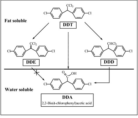 Sources Of Dda Formation After Ddt Exposure Download Scientific Diagram