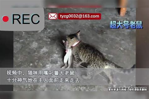 猫咪用嘴叼着老鼠，自信地在主人面前晃来晃去，看到体型网友傻眼