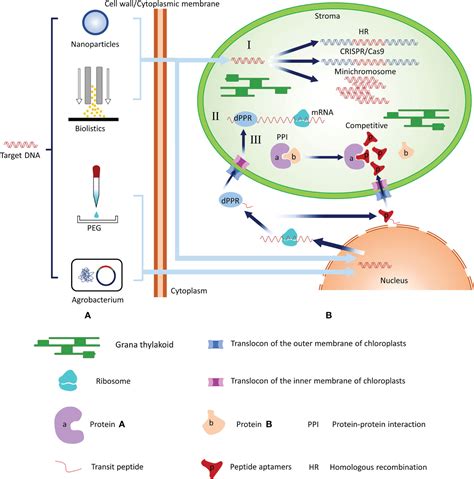 Frontiers Development Of Chloroplast Transformation And Gene Expression Regulation Technology