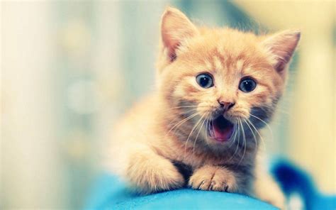 [400+] Cute Animal Wallpapers | Wallpapers.com