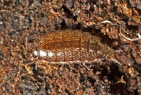 Philosciid Woodlice From 328 Sir Samuel Griffith Dr Mount Coot Tha QLD